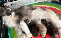 Maine Coon cats for sale: Beautiful pedigree mainecoon kitten  - Image 8