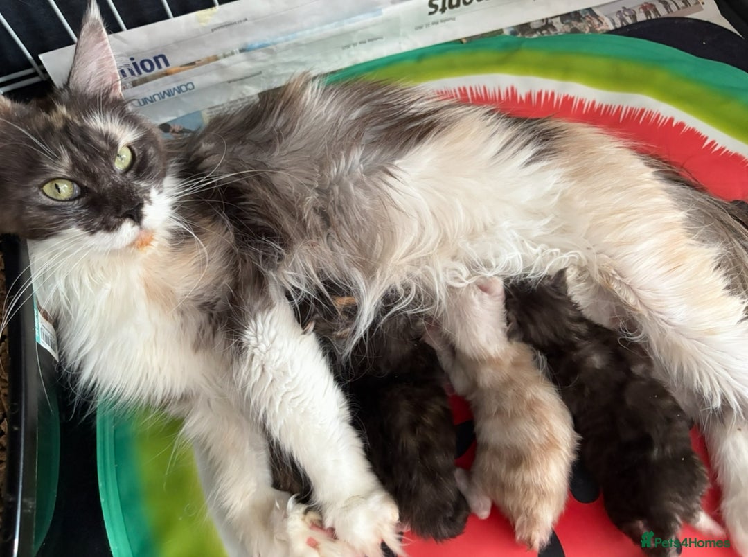 Maine Coon cats for sale: Beautiful pedigree mainecoon kitten  - Image 8