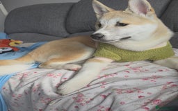Japanese Akita Inu dogs for sale: Japanese Akita Inu  - Image 6