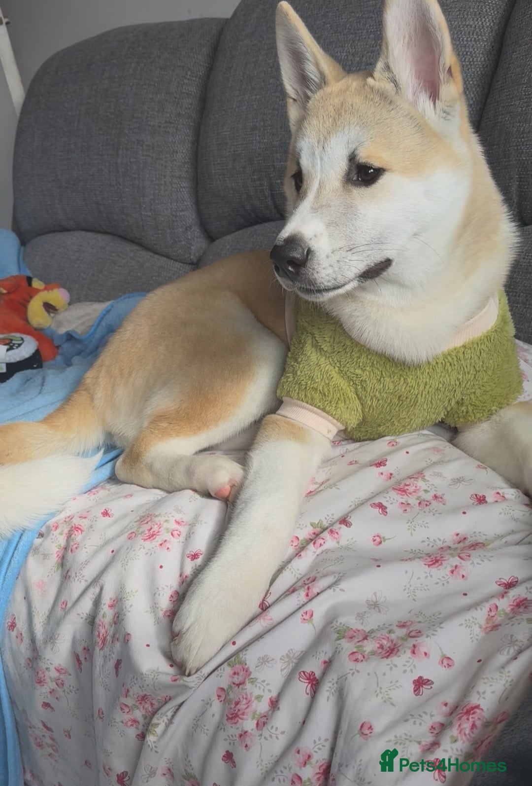 Japanese Akita Inu dogs for sale: Japanese Akita Inu  - Image 6