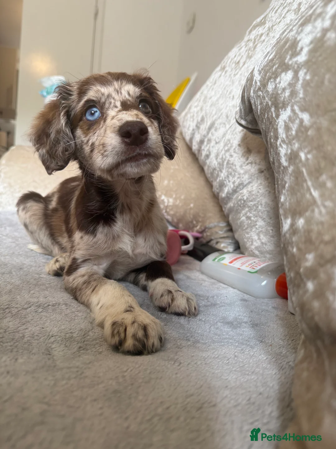 Sprocker dogs for sale: Puppy for rehoming - Advert 2