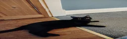 Mixed Breed cats for sale: Black and White female kittens - Advert 3
