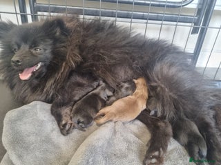 Pomeranian dogs Only tiny blue girl left - Advert 5