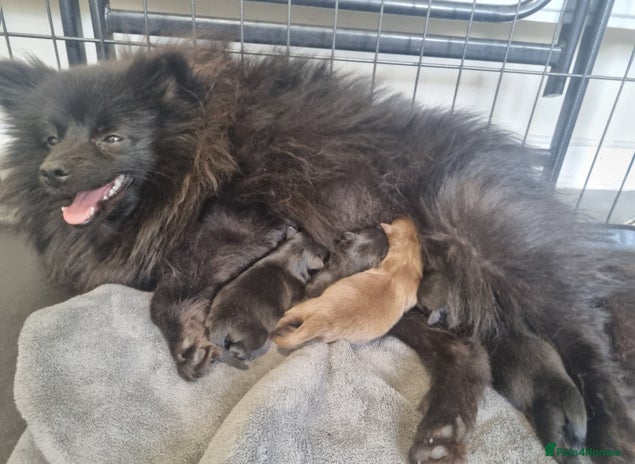 Pomeranian dogs Only tiny blue girl left - Advert 8