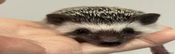 Pygmy Hedgehog rodents for sale: Girls Boys Ethically Bred African Pygmy Hedgehogs - Advert 11