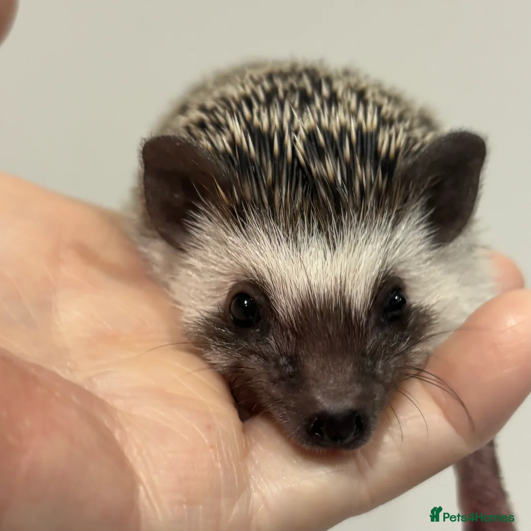 Pygmy Hedgehog rodents for sale: Girls Boys Ethically Bred African Pygmy Hedgehogs - Advert 11