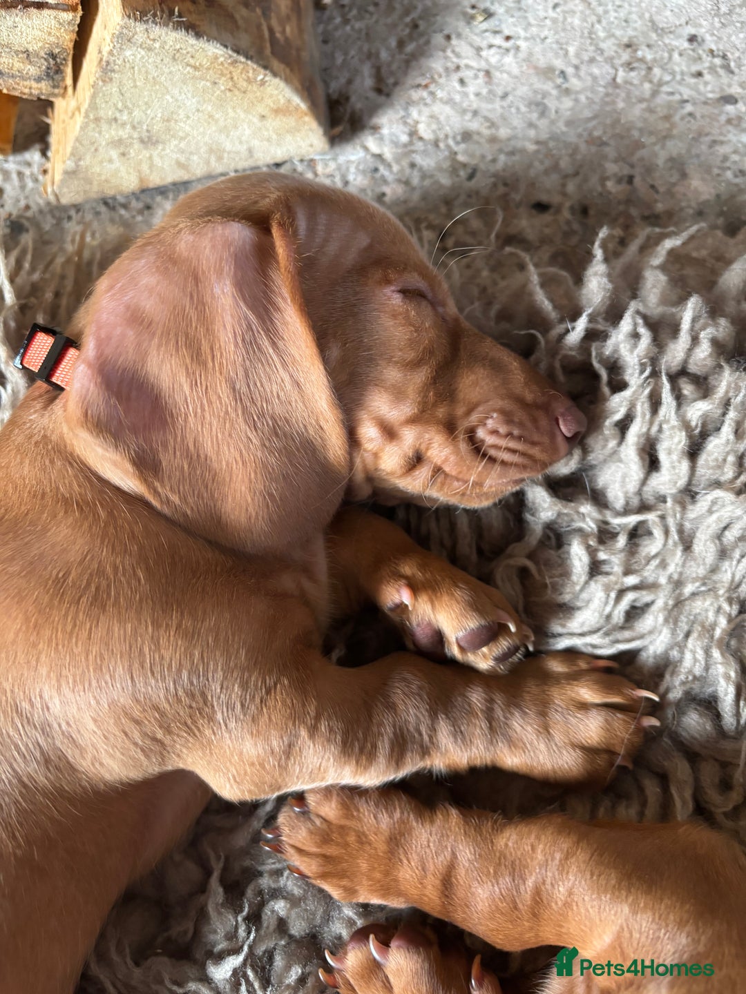 Miniature Dachshund dogs for sale: Now ready to leave 1 beautiful boy leftPRA clear - Advert 8