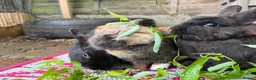 Mixed Breed rabbits for sale: Rabbits  - Advert 7