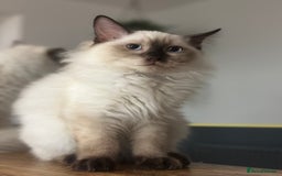 Ragdoll cats for sale: 💙 Seal Point Male - DNA Clear Parents - Image 5