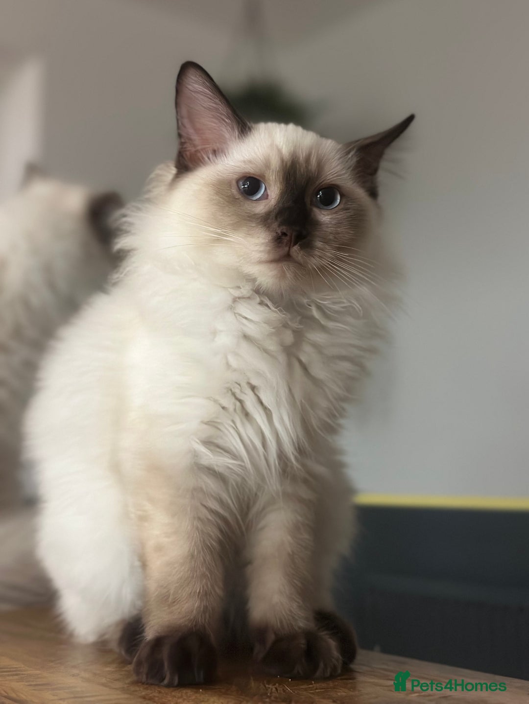 Ragdoll cats for sale: 💙 Seal Point Male - DNA Clear Parents - Image 5
