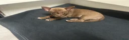 Chihuahua dogs for sale: READY TO GO Chihuahua puppies 2x boys 1x girl  - Advert 2