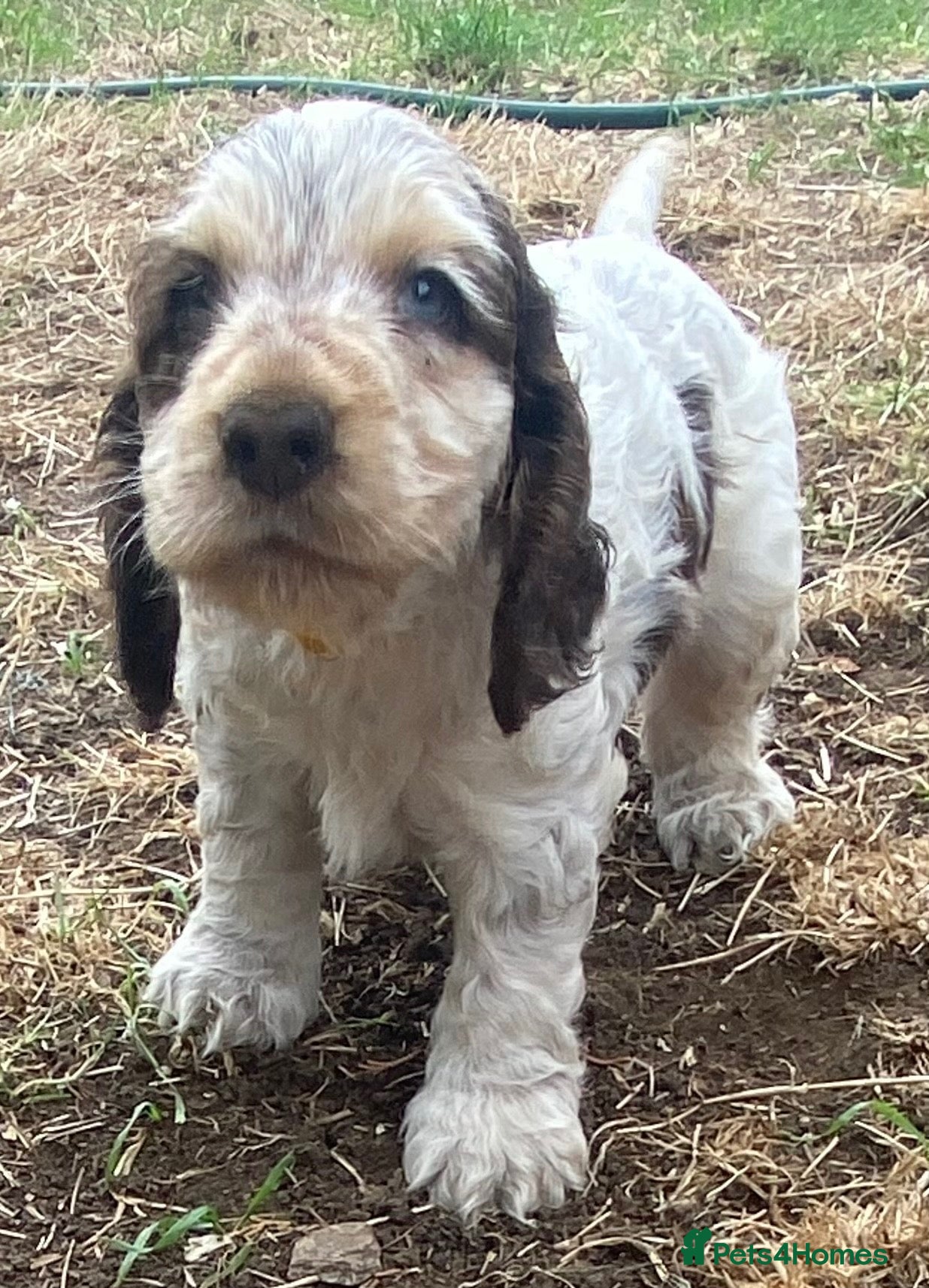 Cocker Spaniel dogs Stunning KC Choc. Roan Show Cocker Spaniel Pups - Advert 2
