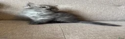 Persian cats for sale: Stunning Persian x Ragdoll kittens Ready for Homes in Watford - Advert 21