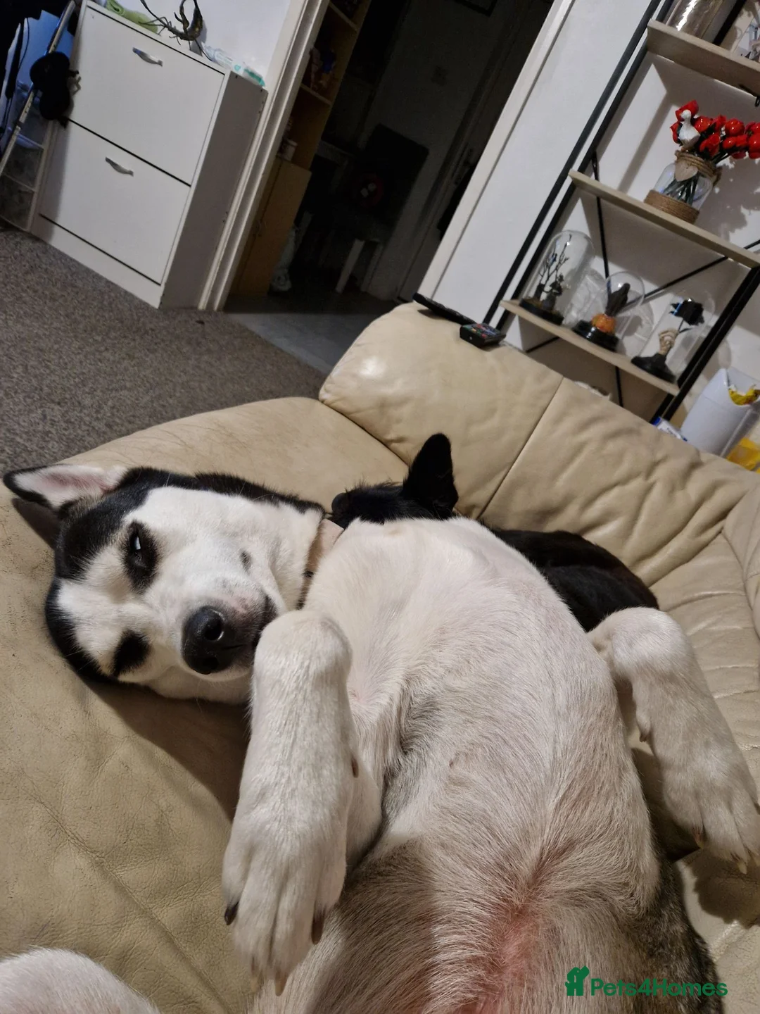 Siberian Husky dogs for sale: 3 year old Female Siberian Husky  - Advert 2