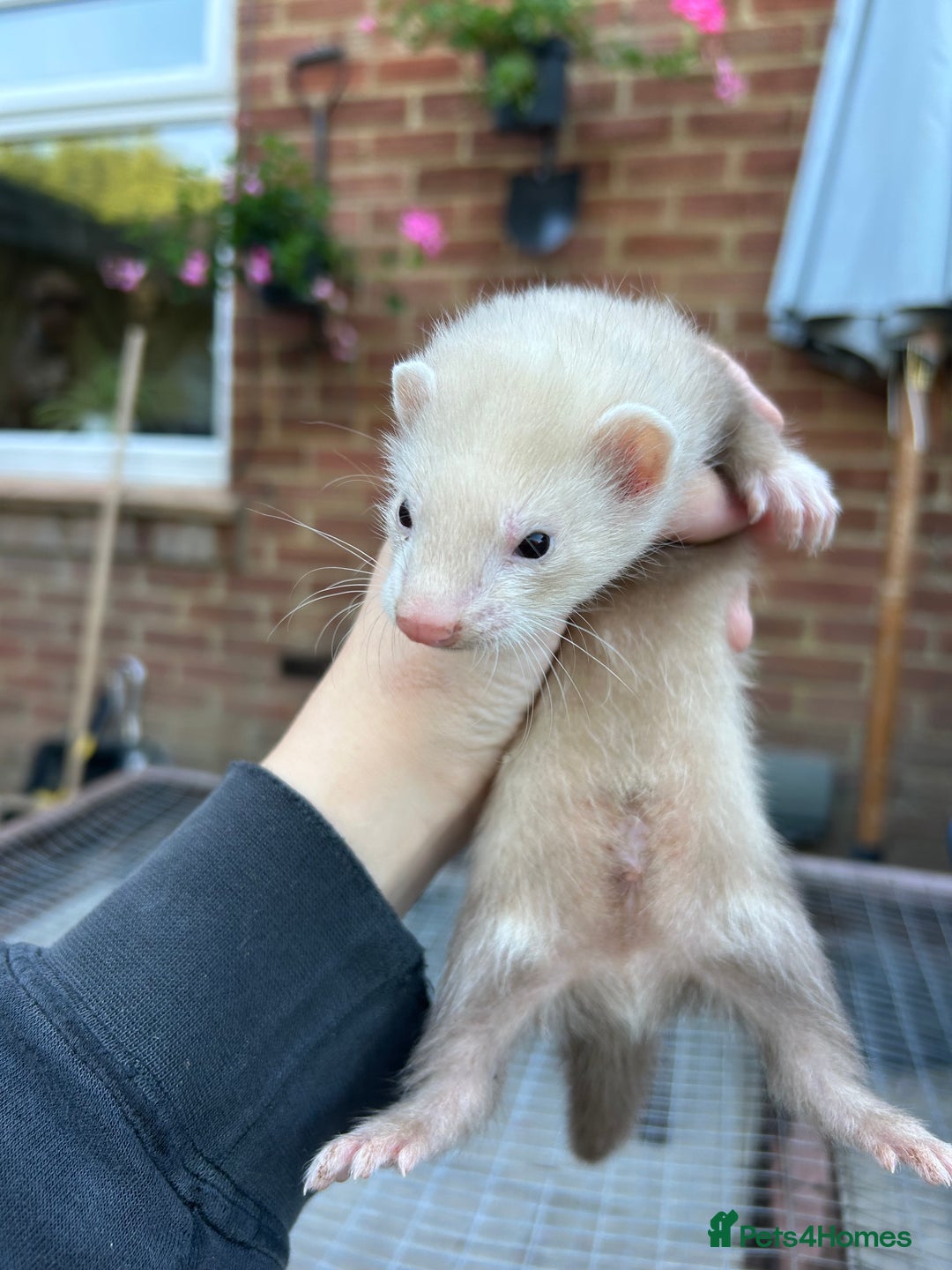 Ferret rodents for sale: Hobs for sale  - Image 7