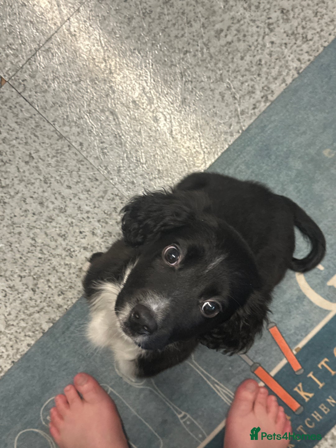 Mixed Breed dogs for sale: Cocker spaniel cross border collie male  - Advert 4