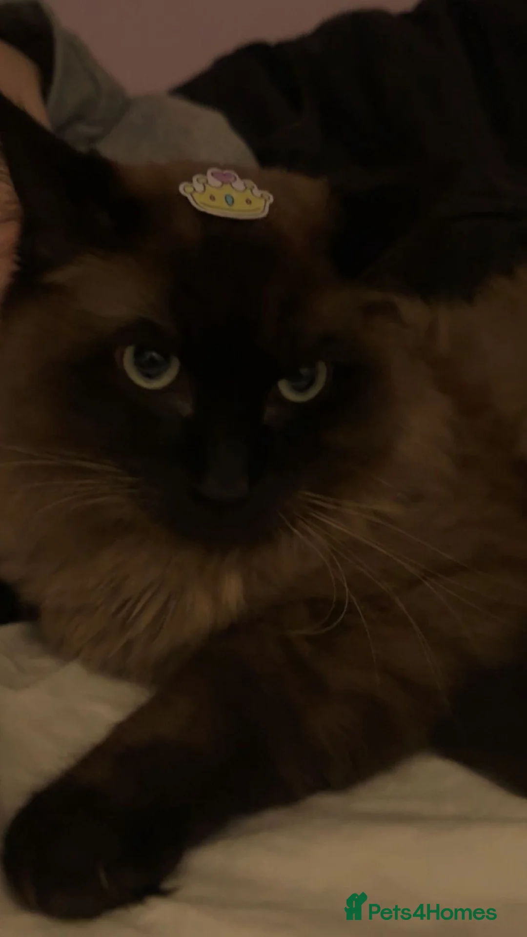 Ragdoll cats for sale: Beautiful male ragdoll for sale  - Advert 2