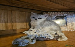 British Shorthair cats for sale: British shorthair kittens for sale.  - Image 2
