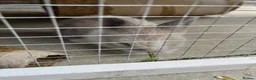 Lionhead rabbits for sale: Baby lionhead Rabbits  - Advert 8