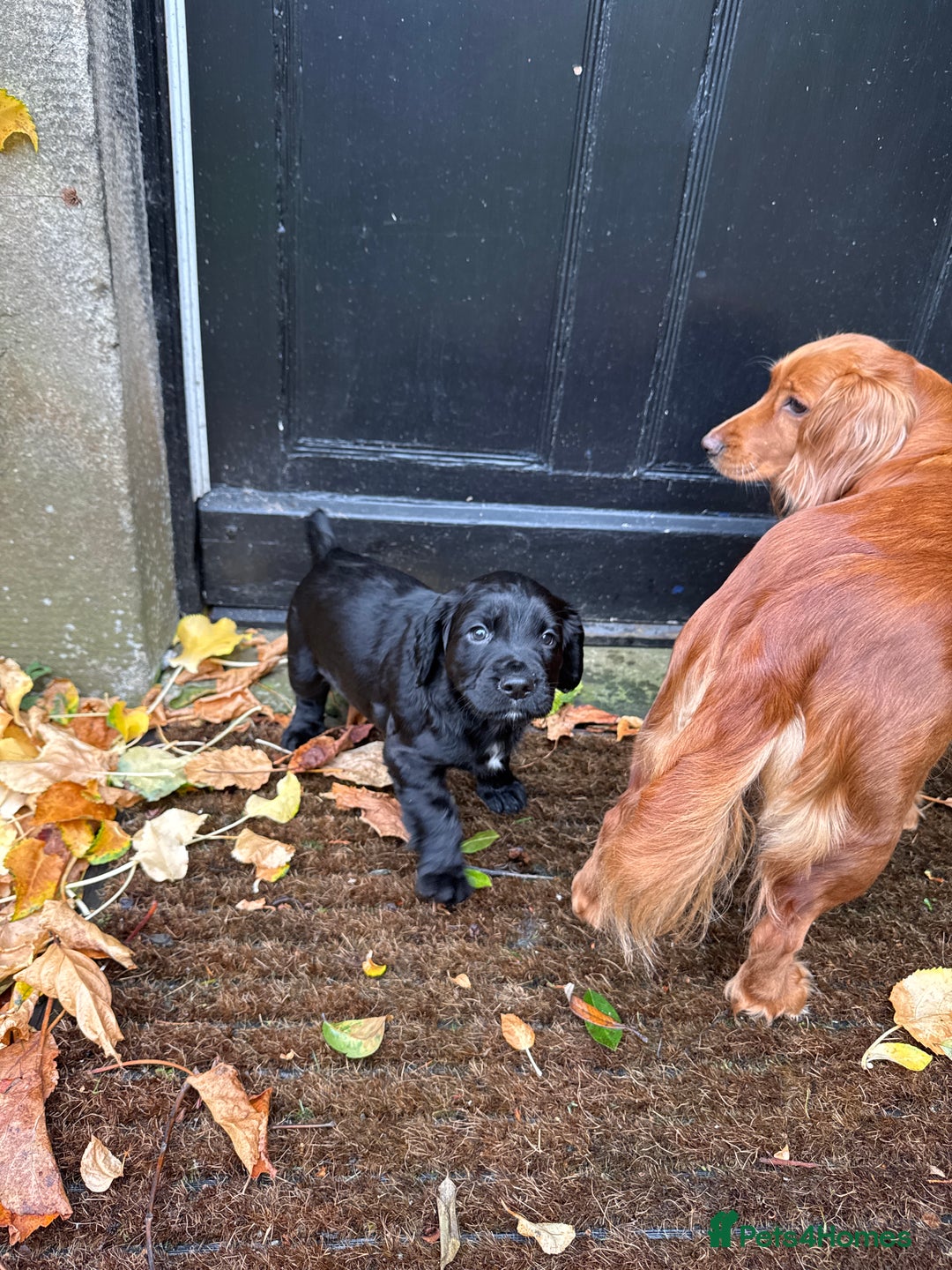 Cocker Spaniel dogs for sale: BLACK WORKING COCKER SPANIELS - Bitch and Dog - Image 27