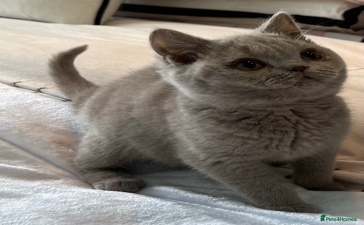 British Shorthair cats - Advert 13