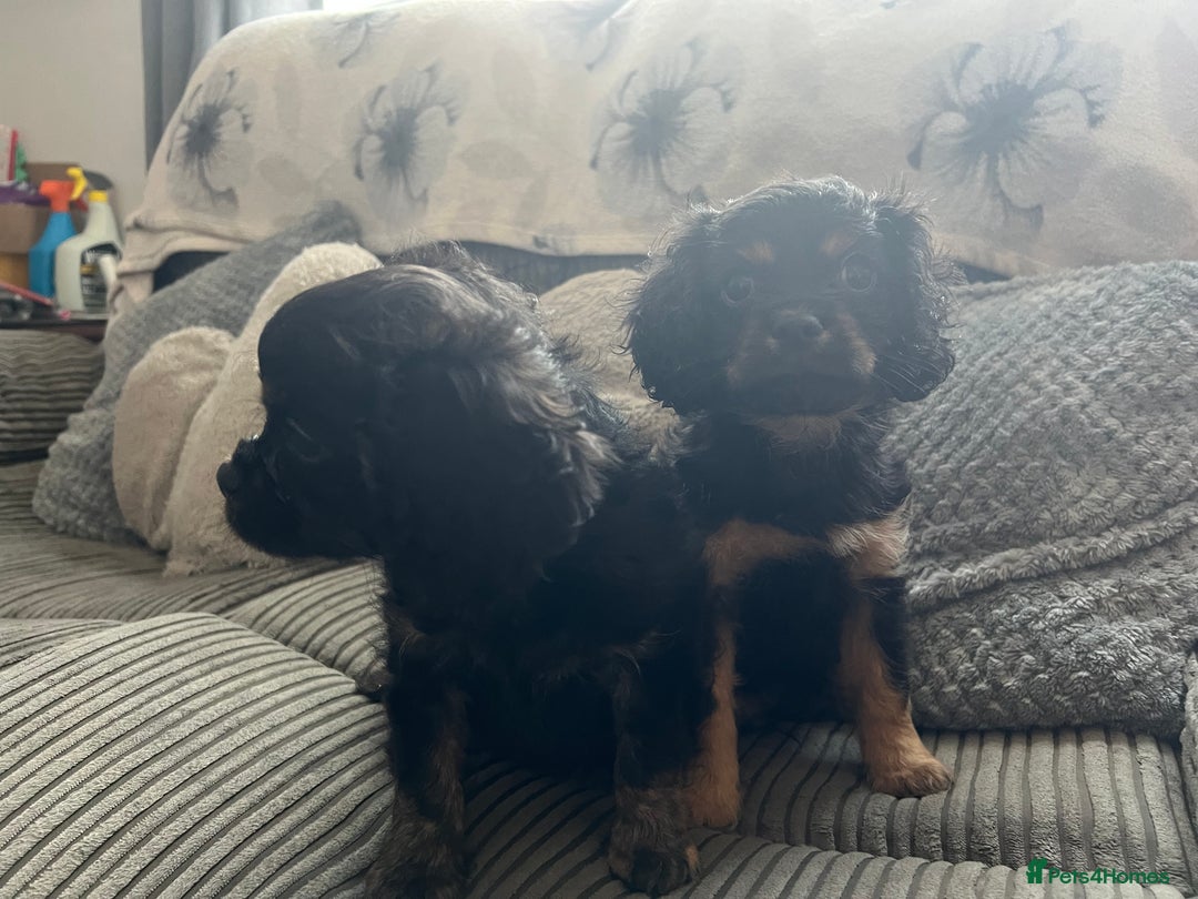Cavapoo dogs for sale: Cavapoo x Cavalier - Image 13