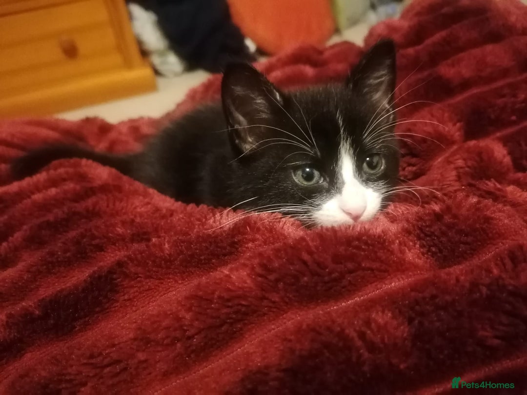 Mixed Breed cats for sale: Playful and loving tuxedo boy - Advert 1