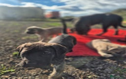 Cane Corso dogs for sale: Class Corsos  - Advert 9