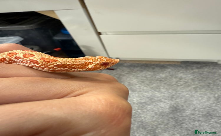 Snake reptiles - Advert 2