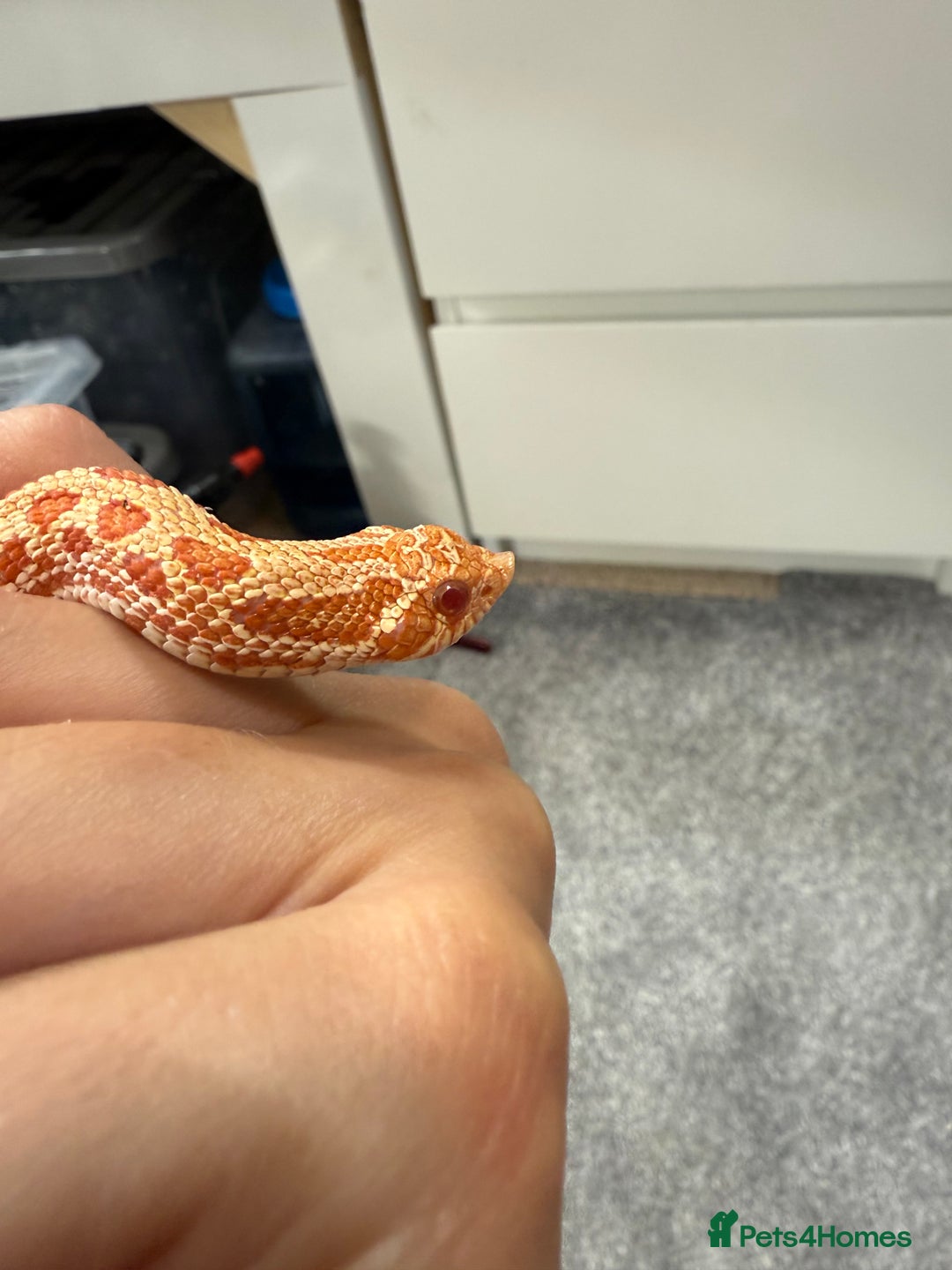 Snake reptiles for sale: CB24 Male Albino Western Hognose - Image 1