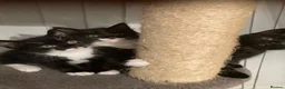 Mixed Breed cats for sale: Cute baby kittens in Falkirk - Advert 16