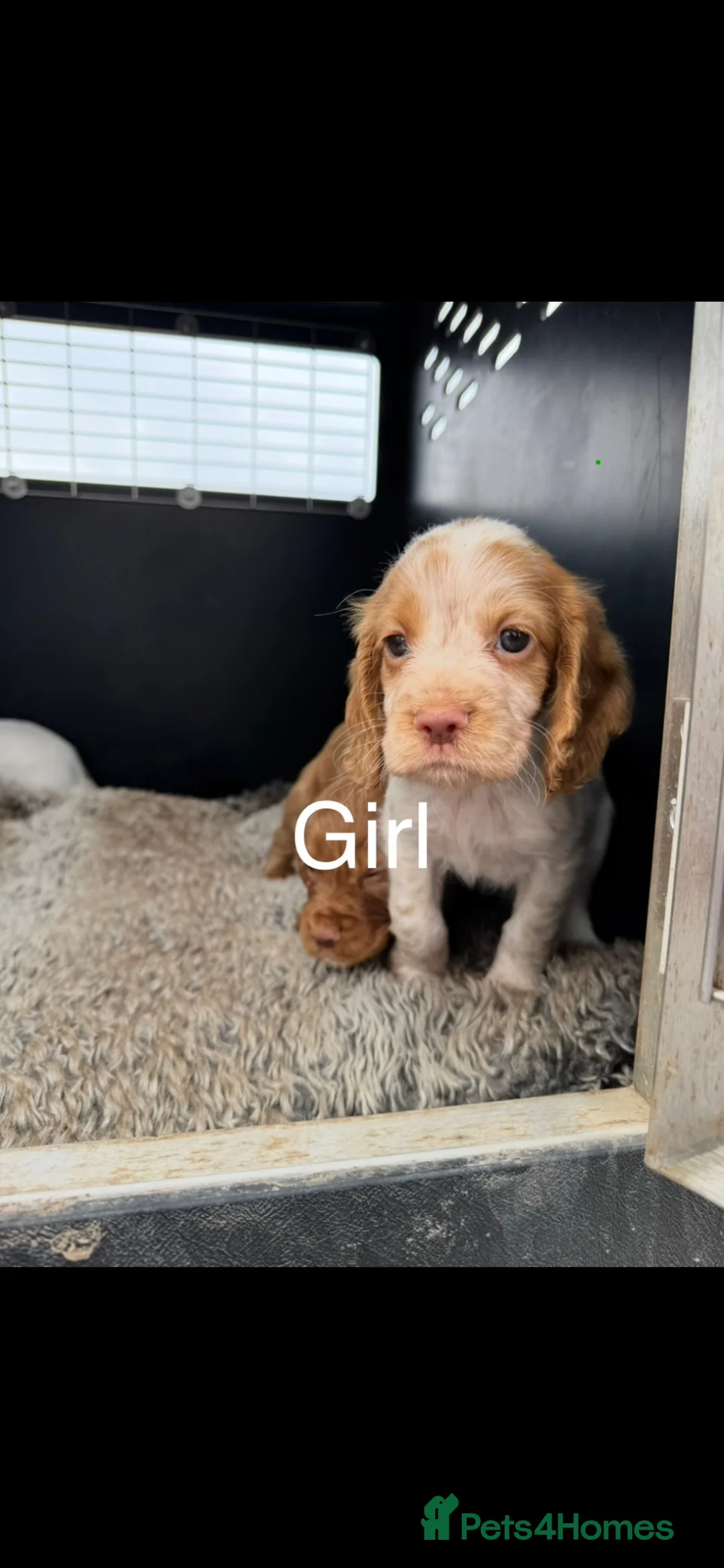 Cocker Spaniel dogs for sale: Working Cocker Spaniel Puppies  - Advert 20