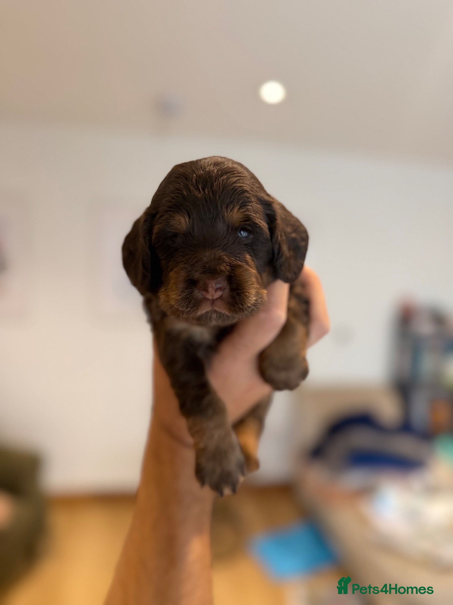 Cocker Spaniel dogs Coming soon! Gorgeous Cocker Spaniel pups! - Advert 2