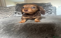 Miniature Dachshund dogs for sale: Miniature daschund puppies  - Image 3