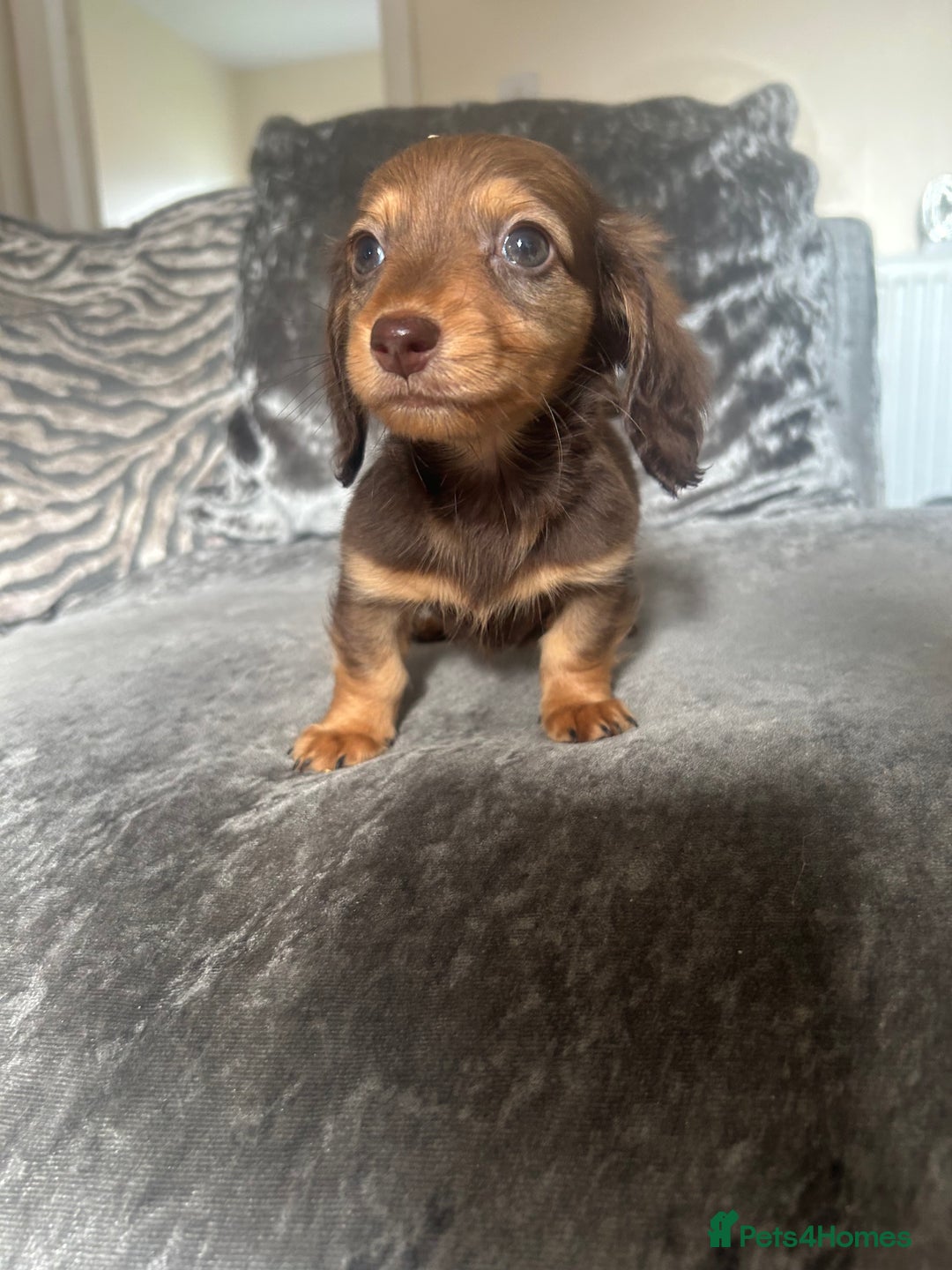 Miniature Dachshund dogs for sale: Miniature daschund puppies  - Image 3