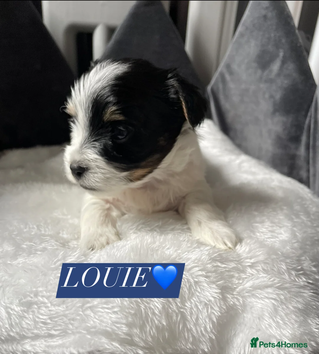 Mixed Breed dogs for sale: ❤️🐾 LITTER ANNOUNCEMENT🐾❤️ - Advert 2
