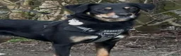 Mixed Breed dogs for adoption: Faith - Advert 1