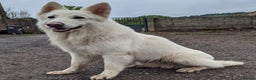 White Swiss Shepherd dogs for stud: Health Tested White Swiss Shepherd Stud in Pontypool - Advert 3