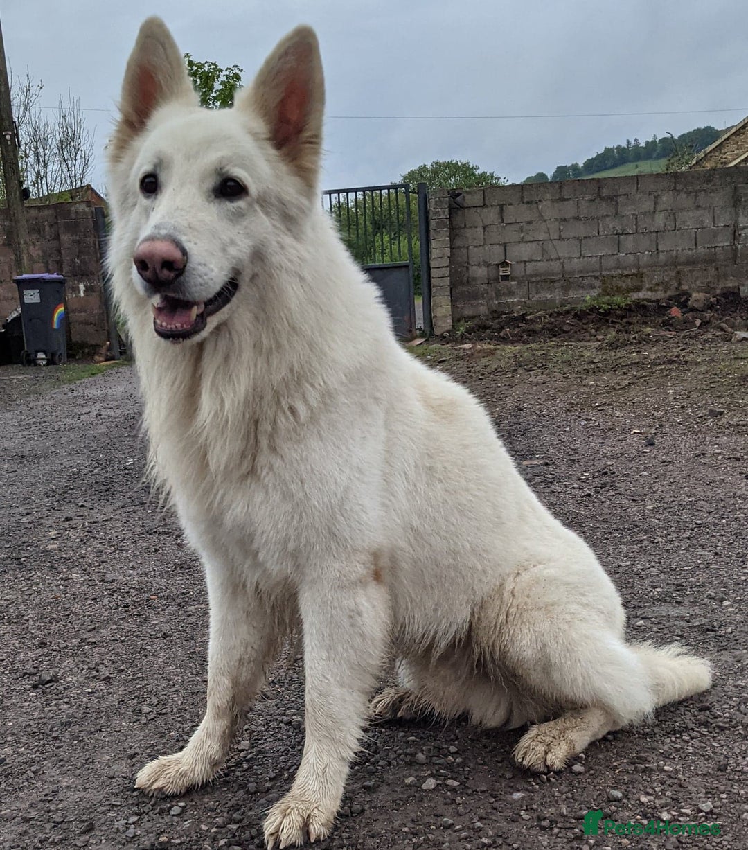 White Swiss Shepherd dogs for stud: Health Tested White Swiss Shepherd Stud in Pontypool - Image 3
