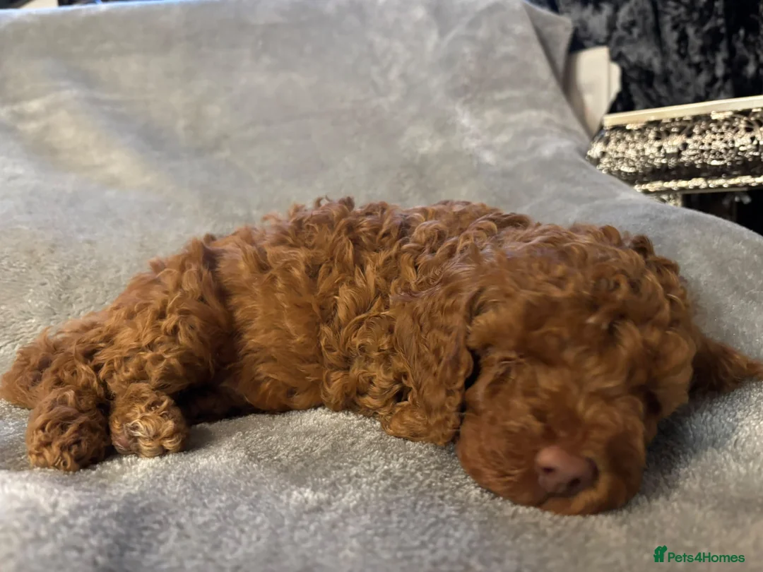 Cavapoo dogs for sale: 1 girl 2 boys cavapoos puppies in Sevenoaks - Advert 9