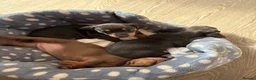 Dachshund dogs for sale: Mini dachshund puppies   - Advert 7