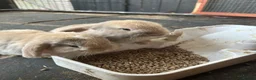 Mini Lop rabbits for sale: Gorgeous Mini Lop Babies various colours  - Advert 1