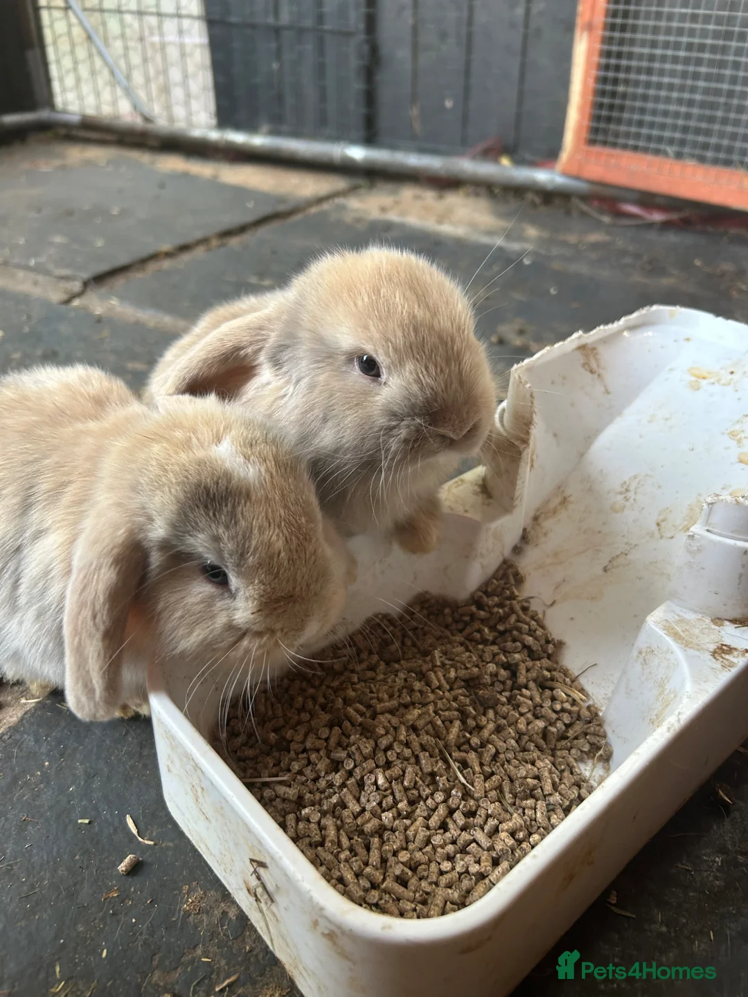 Mini Lop rabbits for sale: Gorgeous Mini Lop Babies various colours  - Advert 1