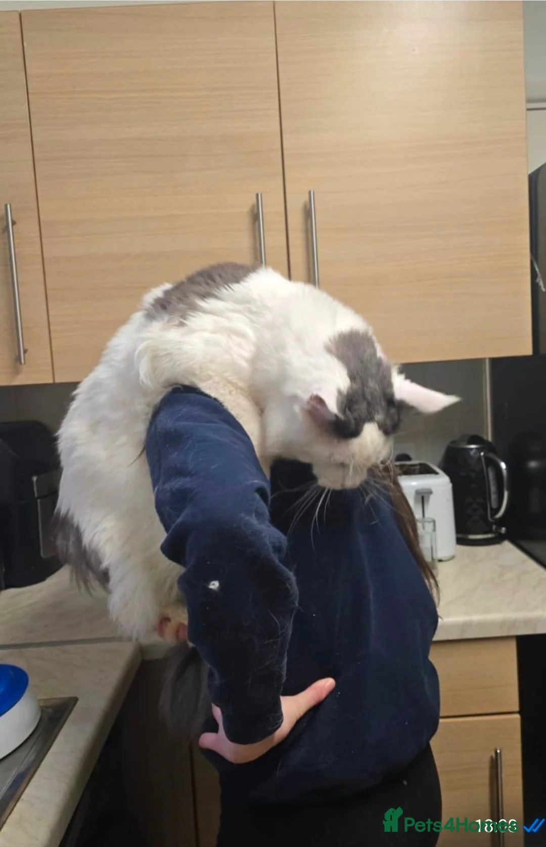 Maine Coon cats for sale: Retiring Stud  - Advert 9