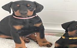 Dobermann dogs for sale: KC REG Fully health tested parents - Image 15