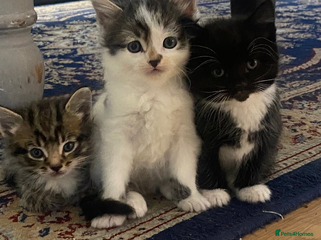 Mixed Breed cats for sale: 3 super fluffy cute kittens  - Image 23