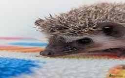 Pygmy Hedgehog rodents for sale: Beautiful Hoglets Ready to Reserve Now - Image 5