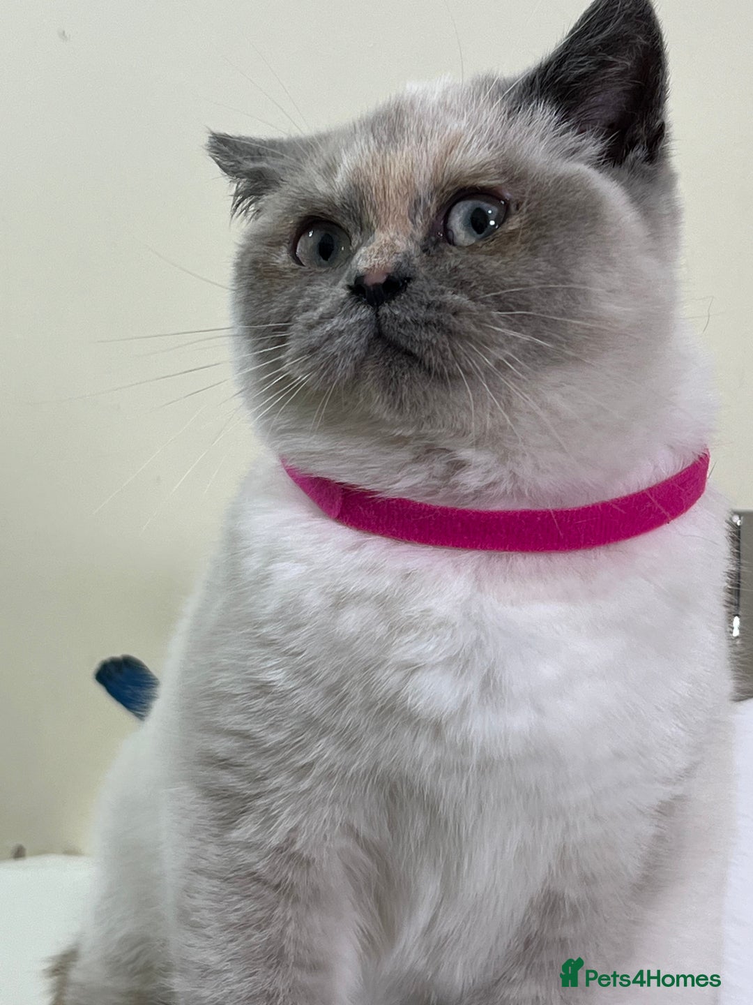 British Shorthair cats for sale: British Longhair & British Shorthair. - Advert 4