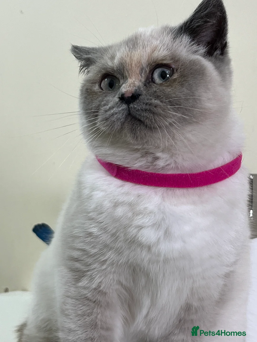 British Shorthair cats for sale: British Longhair & British Shorthair. - Advert 4