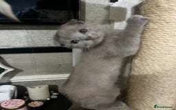 Scottish Fold cats for sale: Scottish fold kittens for sale  - Image 1